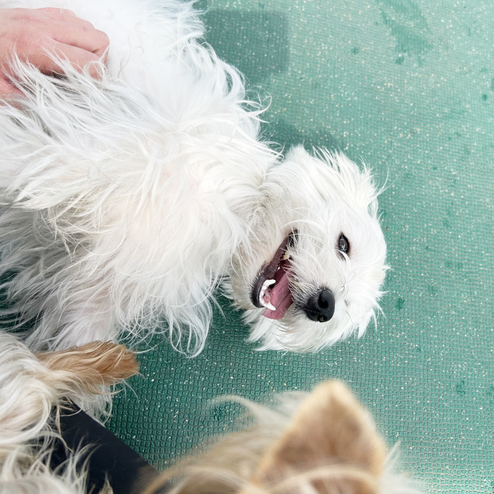 生徒が撮影したモデル犬♪②